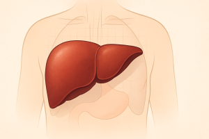 Semi-realistic medical illustration of the human liver positioned in the upper right abdominal area, shown in natural colors and anatomical accuracy.